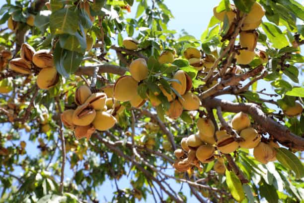 تصویر 5 از خرید بادام درختی + قیمت فروش استثنایی